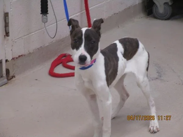 A young medium-sized female Hound dog named Petal for adoption in Marietta, GA