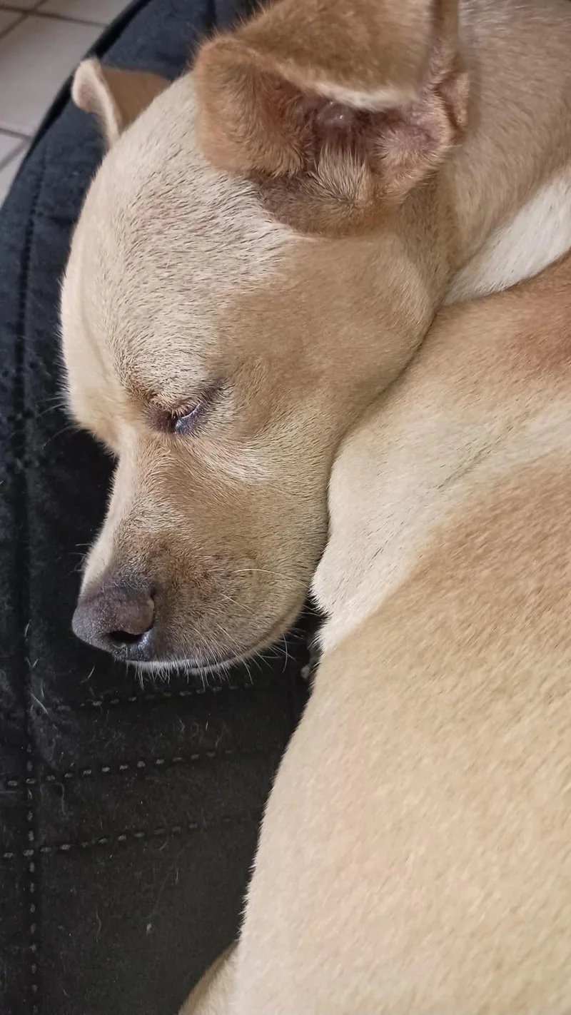 An adult small-sized female White / Cream Chihuahua dog named Ginger for adoption in Temple, TX