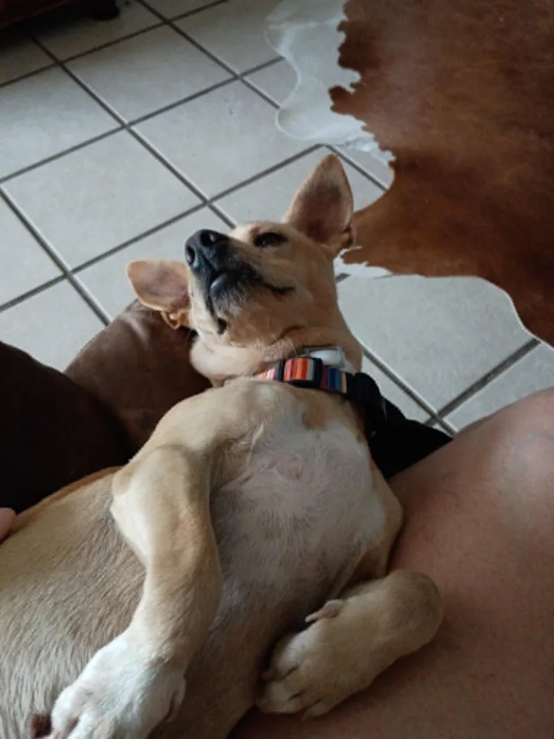 Ginger thumbnail 2