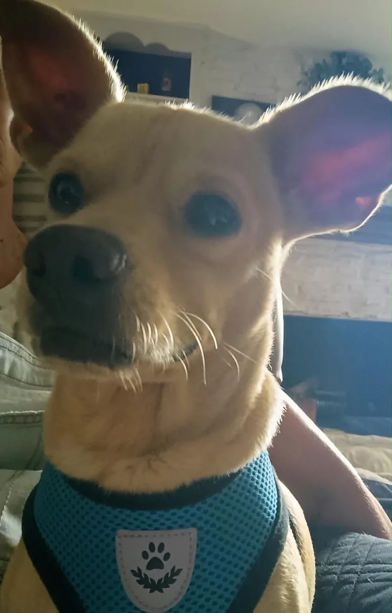 Ginger thumbnail 3