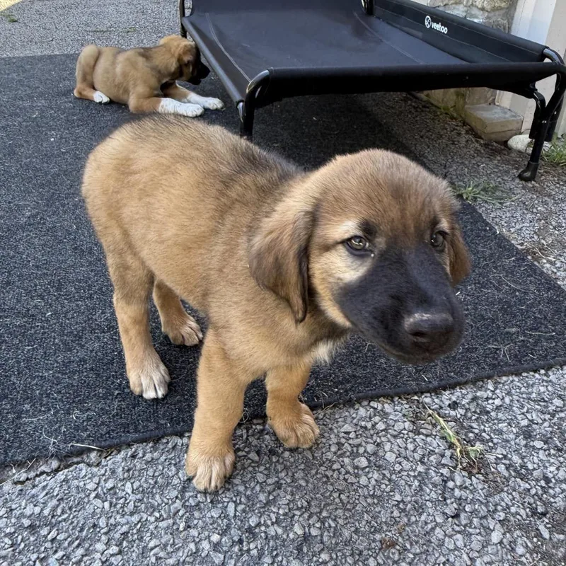 A baby small-sized male Brown / Chocolate Doberman Pinscher dog named Raven Pup: Red Man for adoption in Falls Church, VA