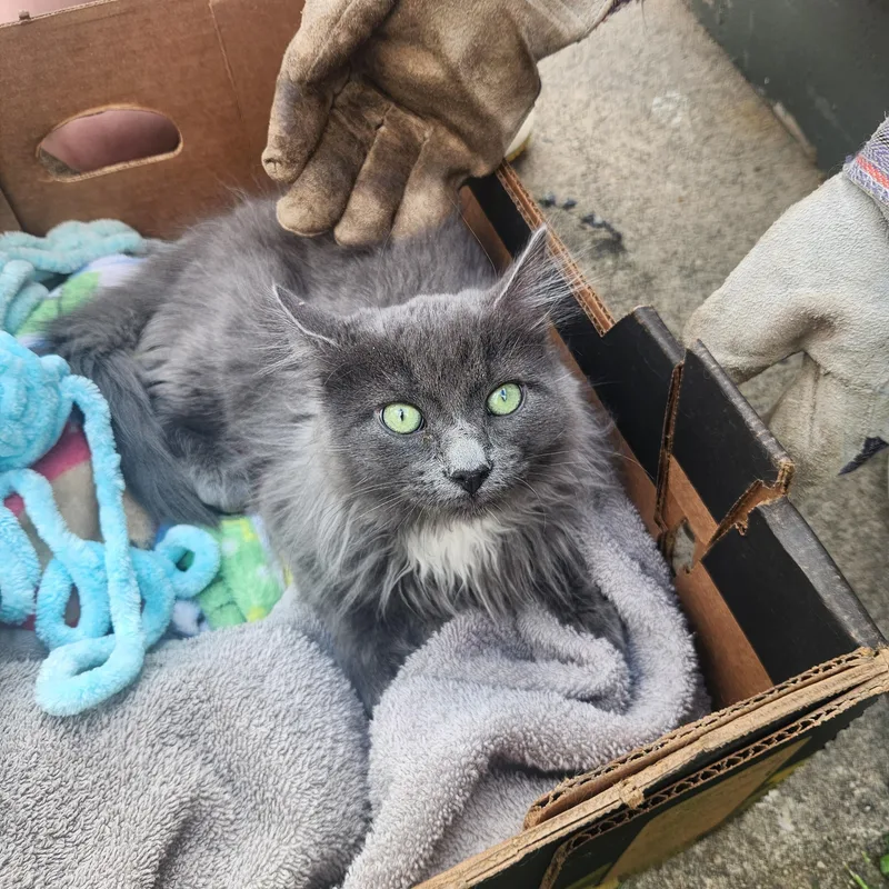 A young medium-sized female Gray & White Domestic Long Hair cat named Bre for adoption in Wantage, NJ