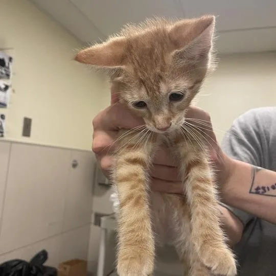 A baby small-sized female Orange / Red Domestic Short Hair cat named Prosecutor General for adoption in Chicago, IL