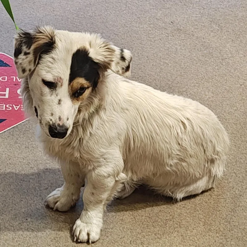 An adult small-sized male White / Cream Corgi dog named Iepastray for adoption in Upland, CA