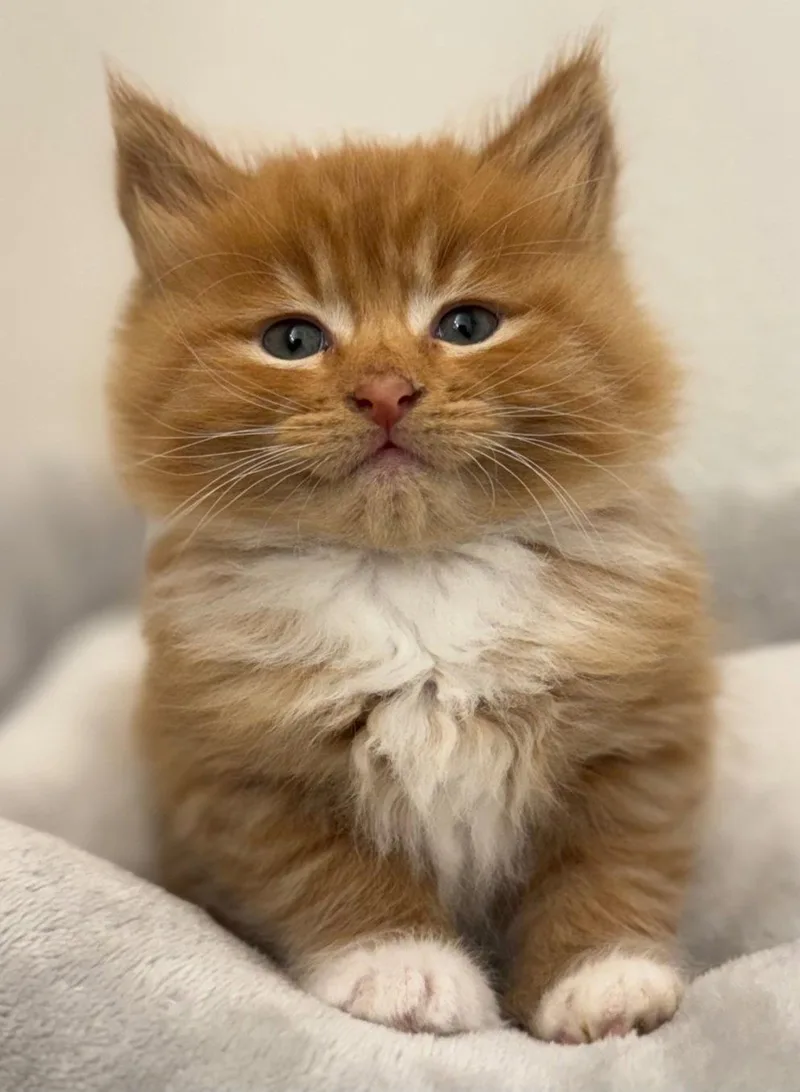 Marmalade thumbnail 2