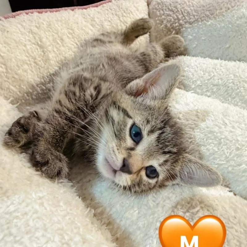A baby small-sized male Brown / Chocolate Domestic Short Hair cat named Anarchy for adoption in Pocono Summit, PA