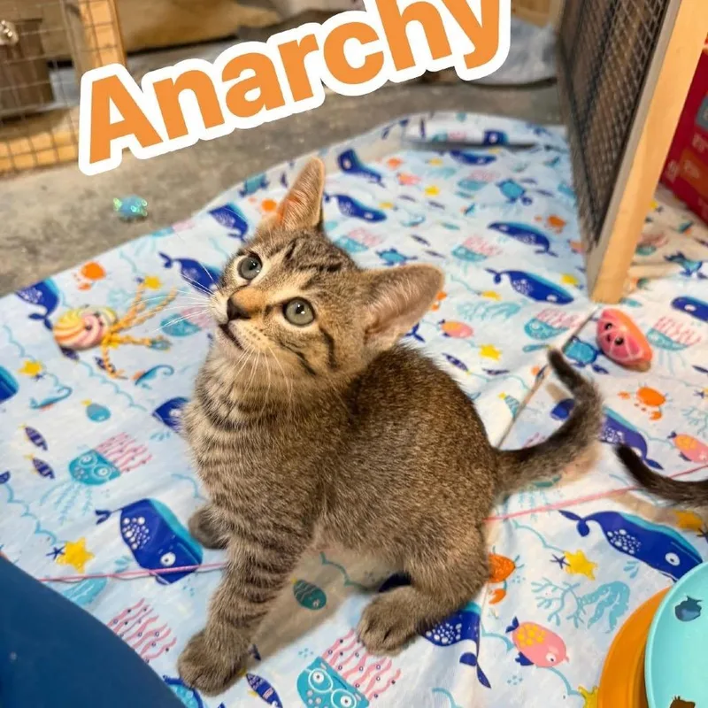 Anarchy thumbnail 3