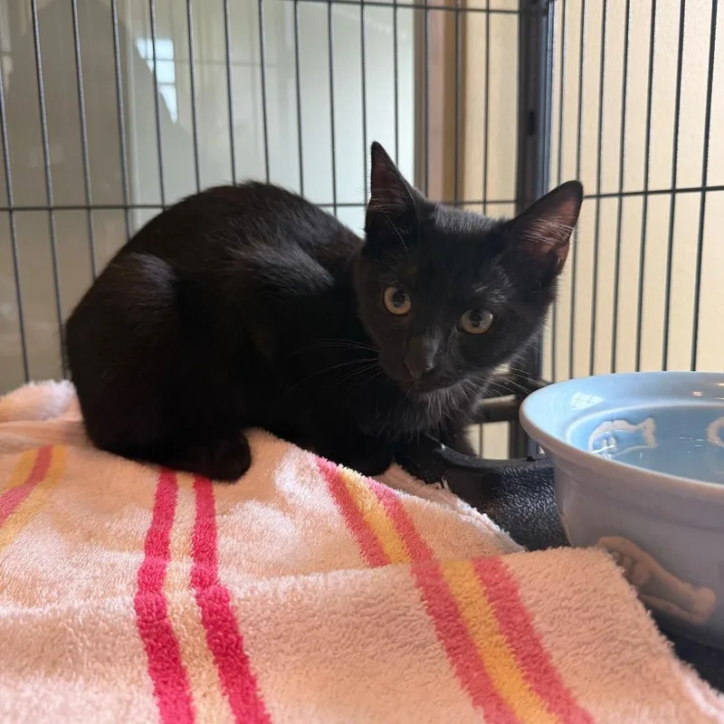 A baby small-sized female Black Domestic Short Hair cat named Bonita for adoption in Saint Charles, MO