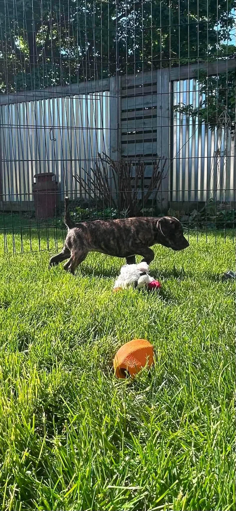 A baby medium-sized female Brindle Mixed Breed dog named Jayna for adoption in Pleasant Ridge, MI