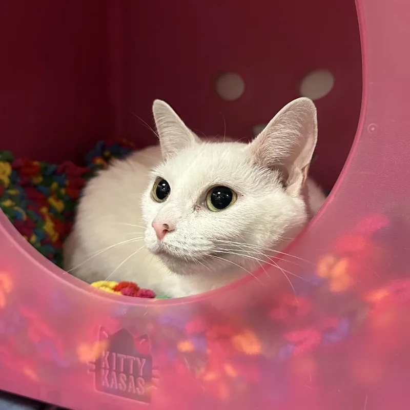 An adult medium-sized female White Domestic Short Hair cat named Fiona for adoption in Titusville, FL