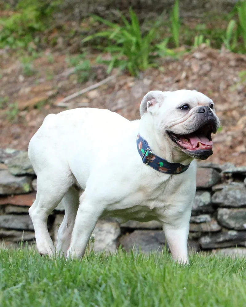 A senior medium-sized male American Bulldog dog named Bambam for adoption in Westminster, MA
