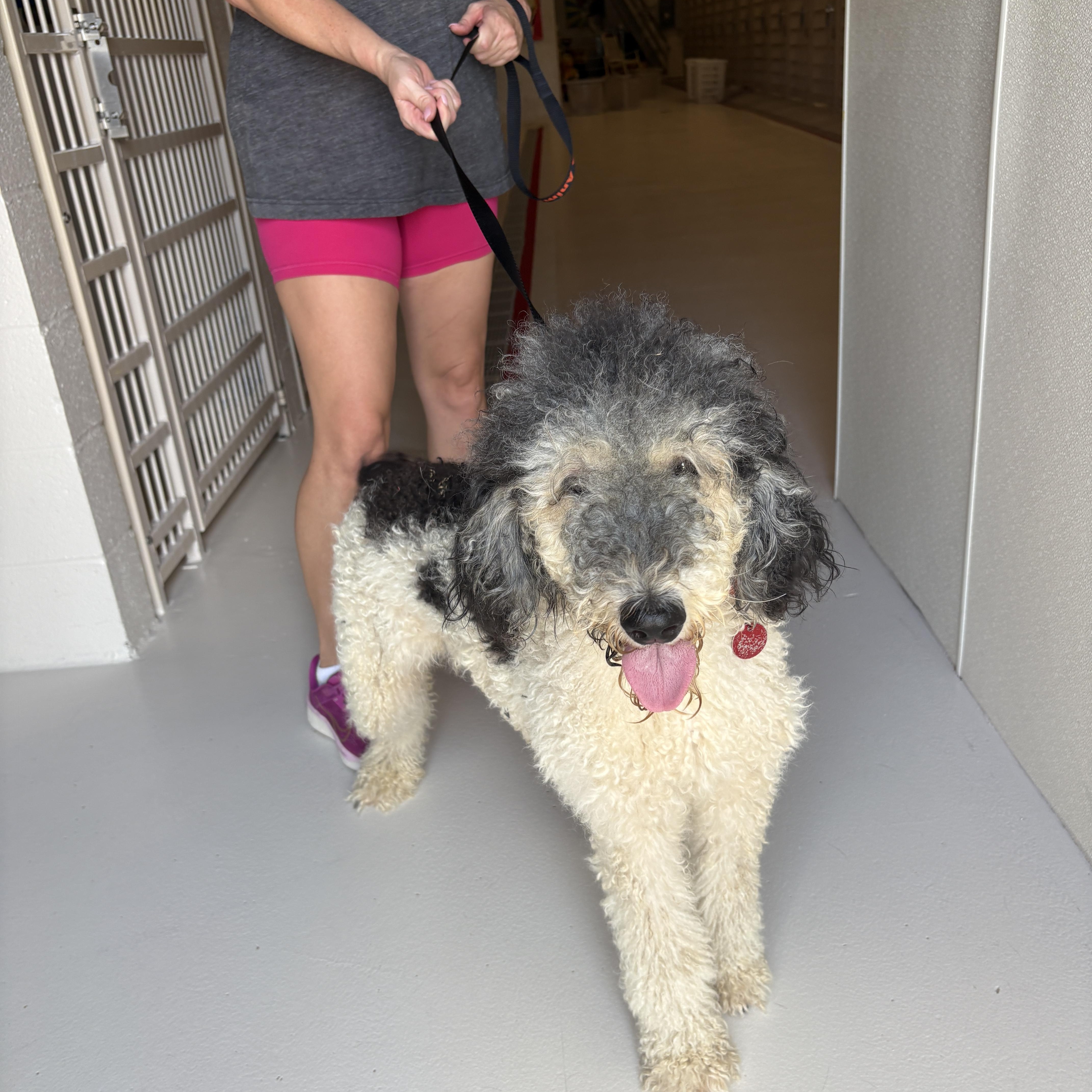 An adult medium-sized female Poodle dog named Paulie for adoption in Chicago, IL