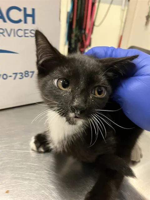 A baby small-sized female Domestic Short Hair cat named Loa for adoption in Long Beach, CA