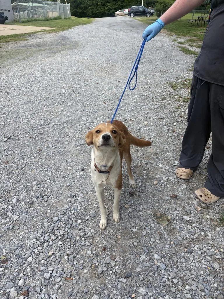 A young medium-sized female Mixed Breed dog named Riley for adoption in Lawrenceburg, TN
