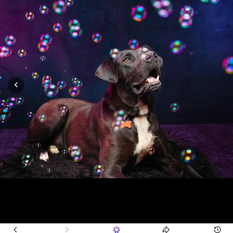 An adult extra large-sized male Great Dane dog named Tyko for adoption in Springfield, MO