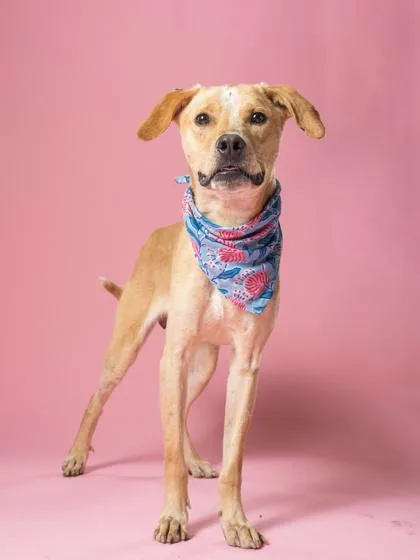 An adult large-sized male Retriever dog named Salt for adoption in Atlanta, GA