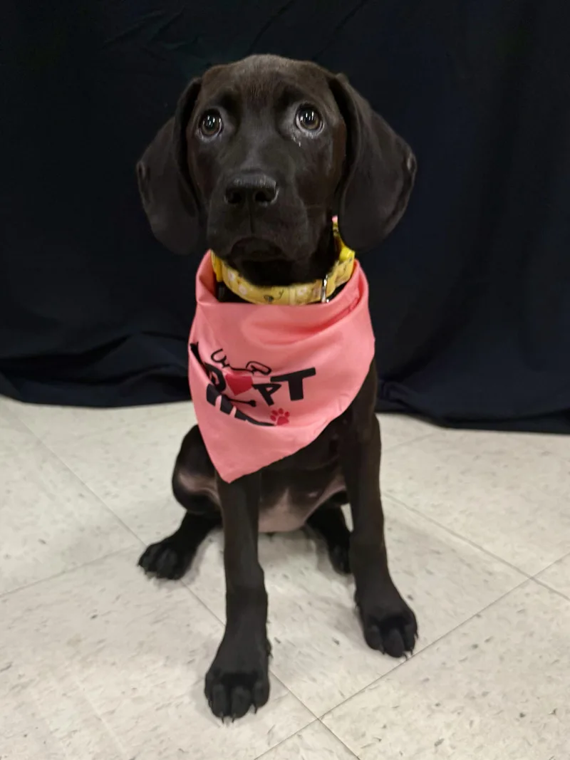 A baby small-sized female Labrador Retriever dog named Sara for adoption in Winder, GA
