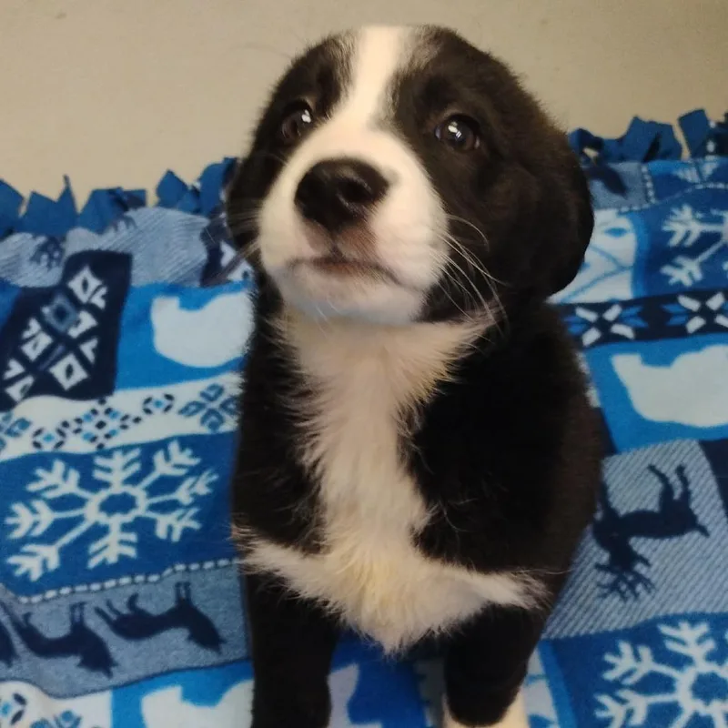 A baby small-sized female Black Collie dog named Greta for adoption in Duncan, OK