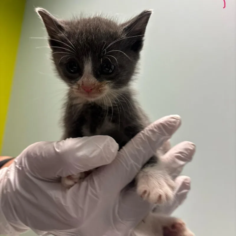 A baby small-sized male Gray / Blue / Silver Domestic Medium Hair cat named Yabba for adoption in Mooresville, NC