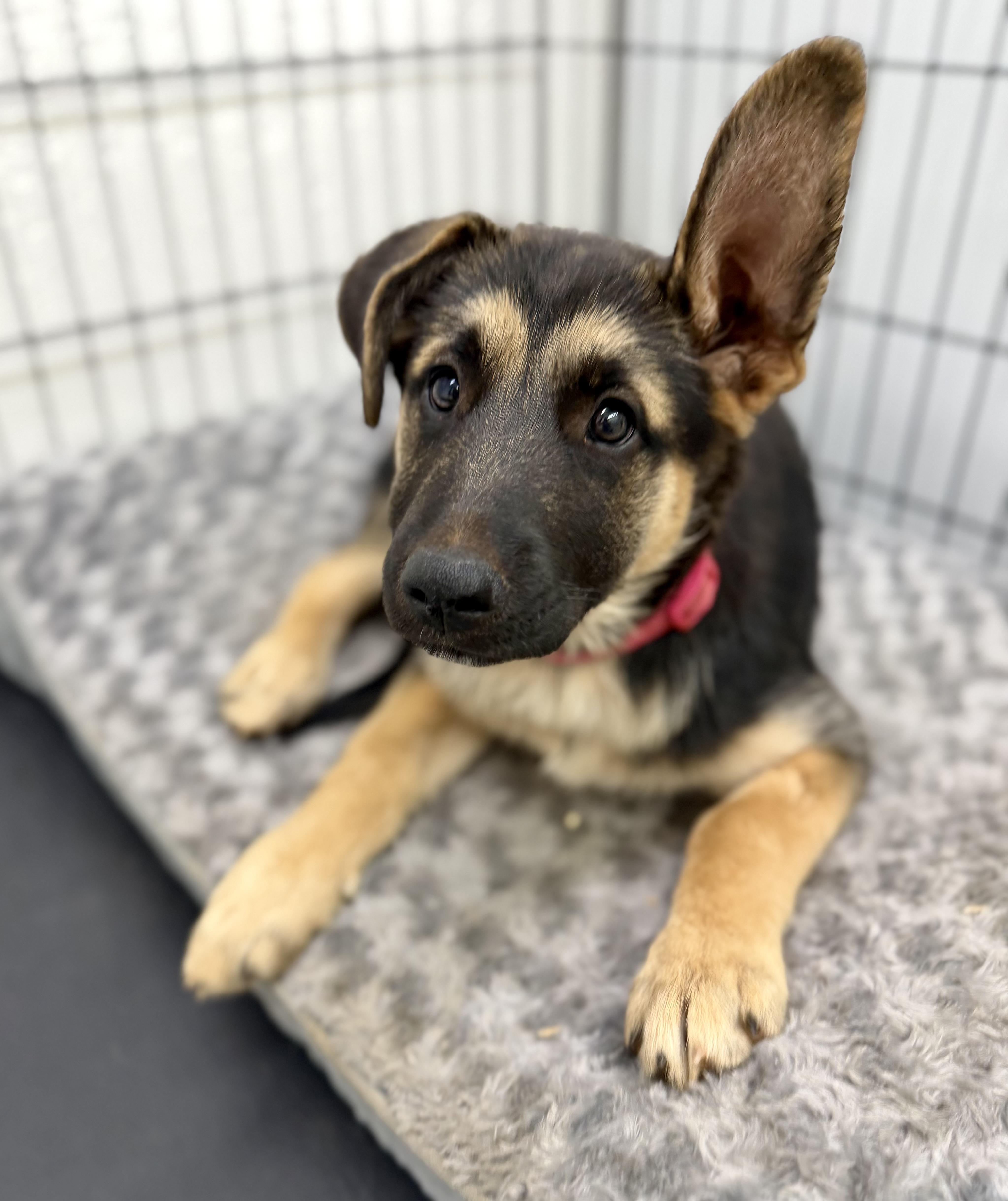 A baby large-sized female Tricolor (Brown, Black, & White) Belgian Shepherd / Malinois dog named Pup pup for adoption in Sonora, CA