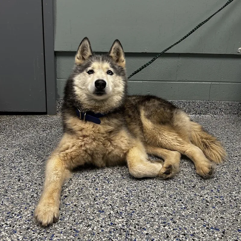 A senior medium-sized female White / Cream Husky dog named Blue Bunny for adoption in Greenville, SC