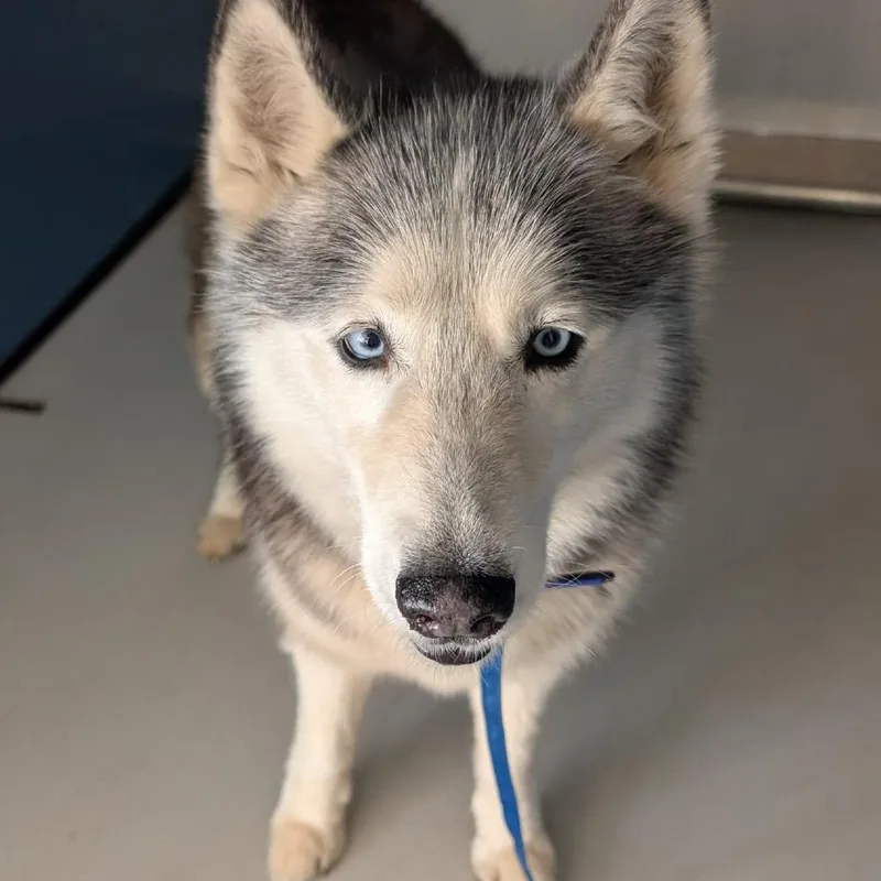 Blue Bunny thumbnail 2