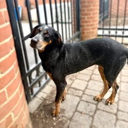 An adult large-sized female Black and Tan Coonhound dog named Sassafras for adoption in Washington, DC