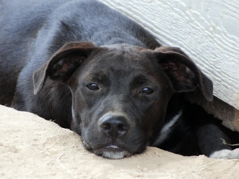 Orange Girl thumbnail 3