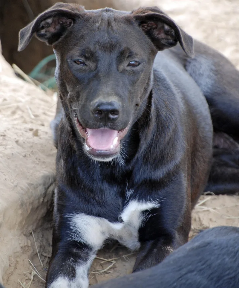 Orange Girl thumbnail 6