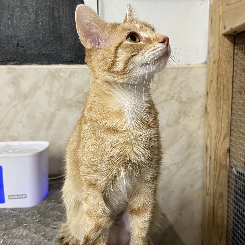 An adult medium-sized female Orange / Red Domestic Short Hair cat named Luna for adoption in Delaware, OH