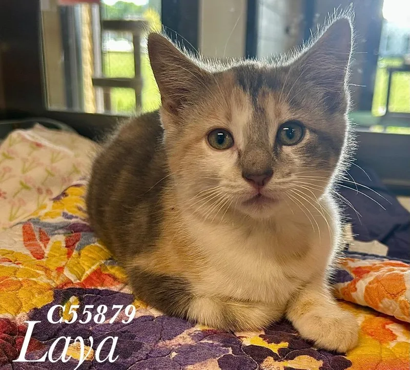 Laya