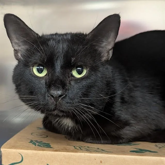An adult medium-sized male Domestic Short Hair cat named Salem for adoption in Olivette, MO