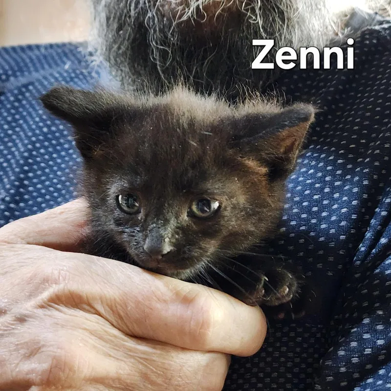 A baby medium-sized male Domestic Medium Hair cat named Orren for adoption in Lincoln, CA
