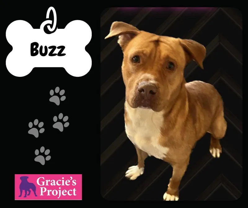 An adult large-sized male American Staffordshire Terrier dog named Buzz for adoption in Canyon, TX