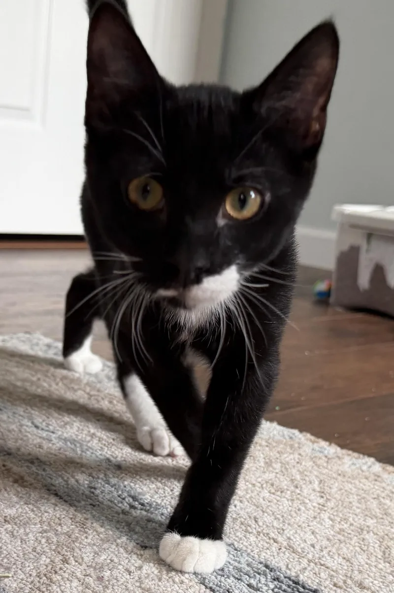 A young medium-sized male Domestic Short Hair cat named Lionel for adoption in BREINIGSVILLE, PA