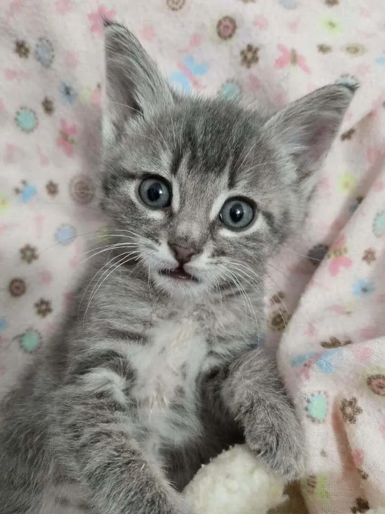 A baby medium-sized female Gray / Blue / Silver Domestic Short Hair cat named Wilma for adoption in Salinas, CA