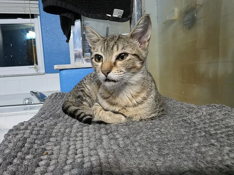 A baby small-sized female Domestic Short Hair cat named Rumi for adoption in Orlando, FL