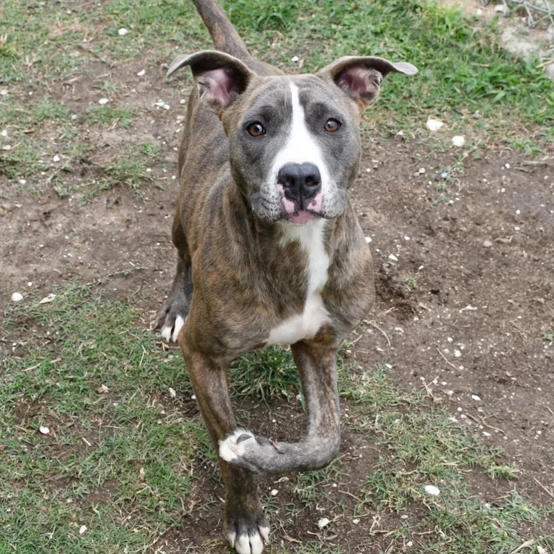 A young medium-sized male Brindle Pit Bull Terrier dog named Maximus for adoption in Austin, TX