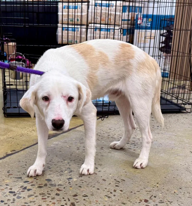 A young medium-sized male Labrador Retriever dog named Grontjarn for adoption in Fort Lupton, CO