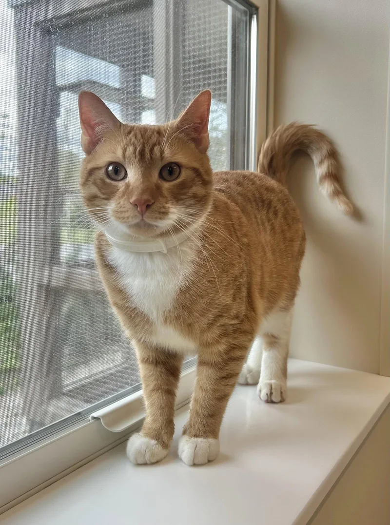 An adult large-sized male Orange & White Domestic Short Hair cat named T.j. for adoption in Arlington, VT