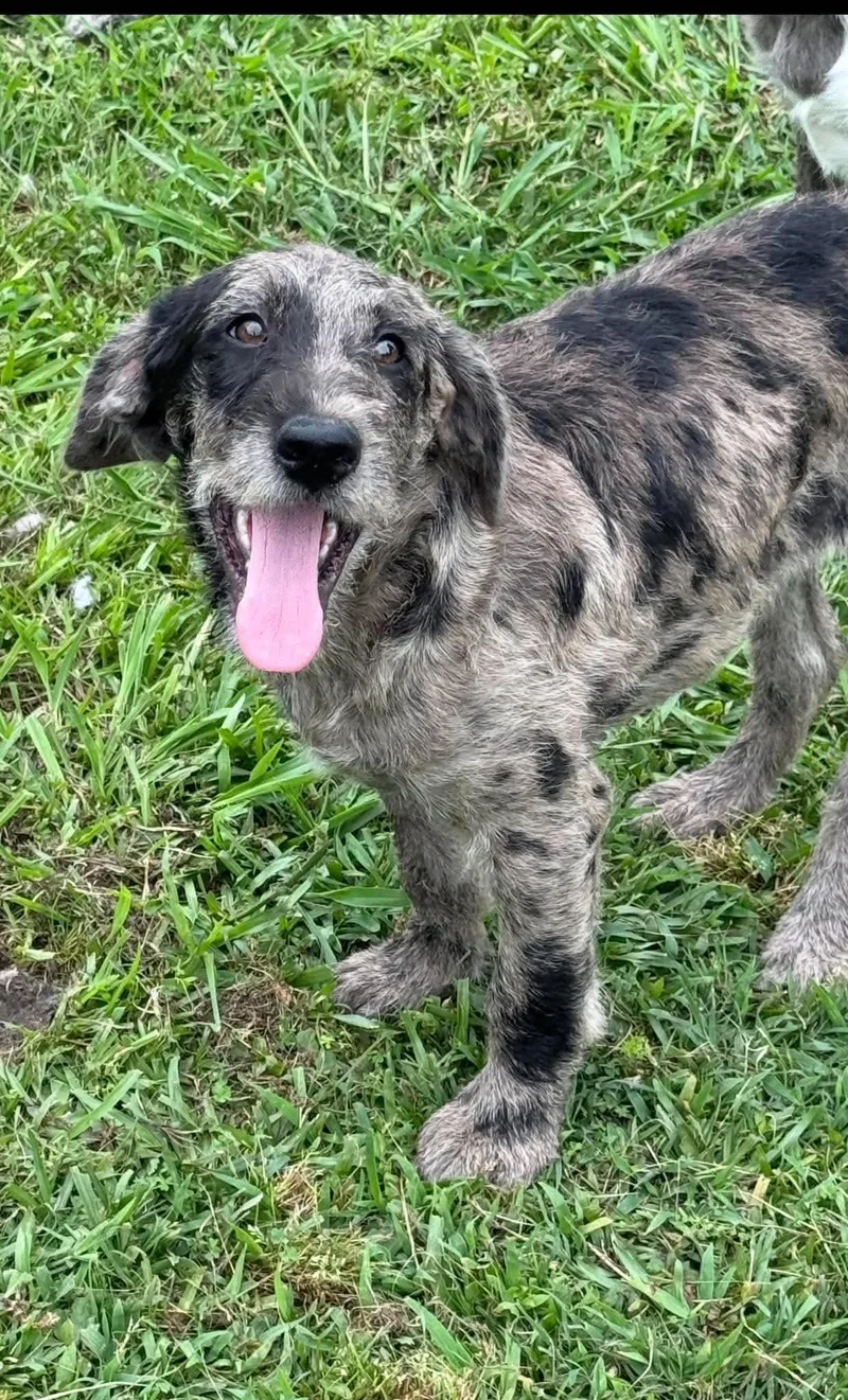 A baby medium-sized female Mixed Breed dog named Dahlia for adoption in Northwood, NH