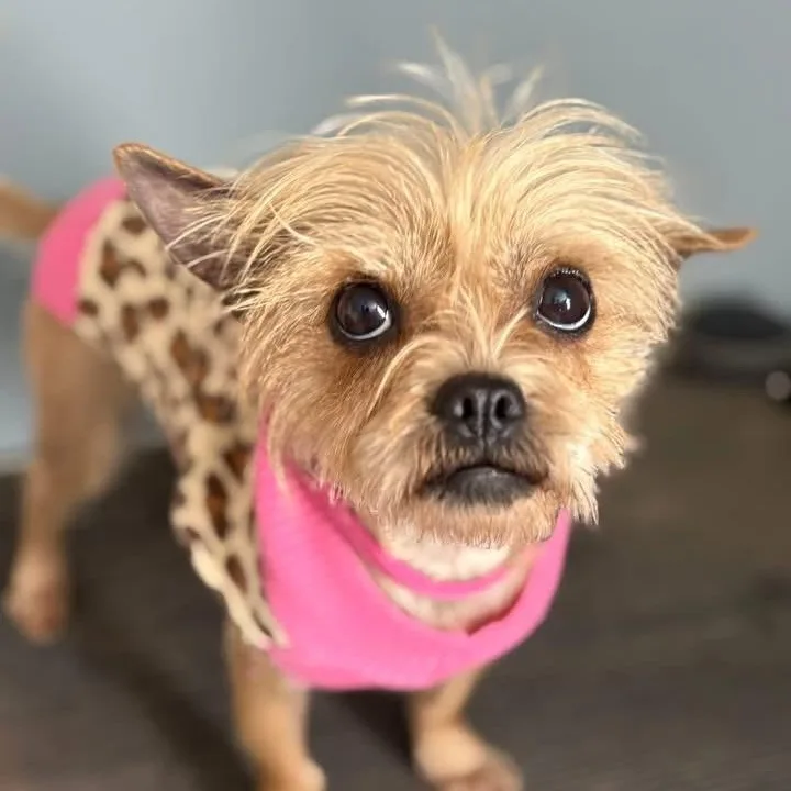 An adult small-sized female Terrier dog named Peppa for adoption in Richmond, VA