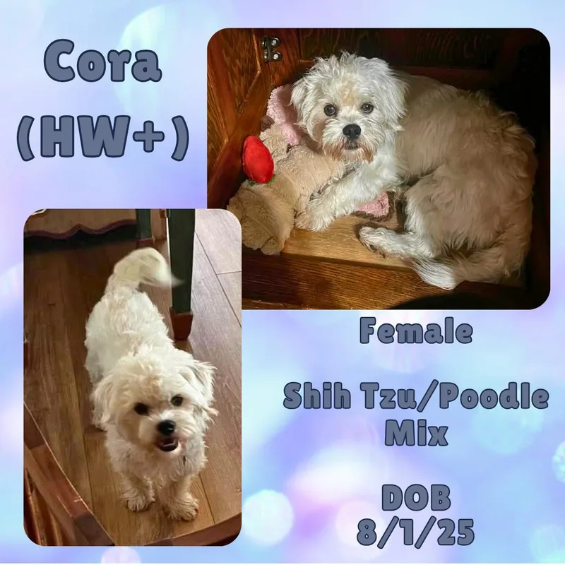 A young small-sized female White / Cream Shih Tzu dog named Cora for adoption in Caldwell, TX