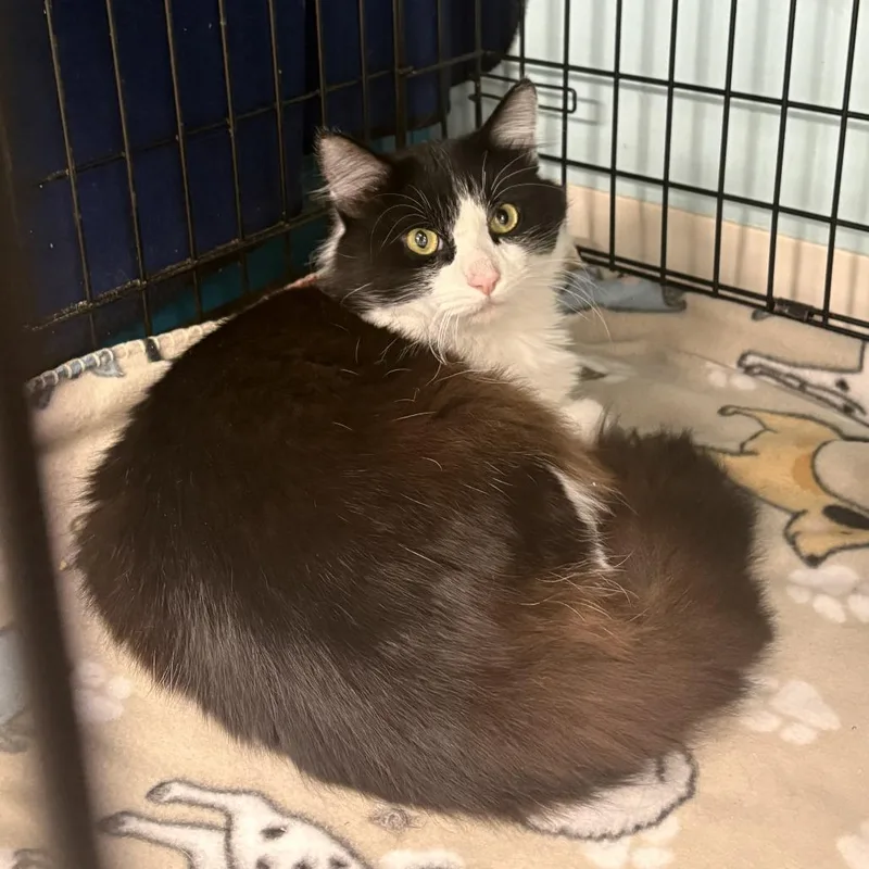 Mcflurry thumbnail 4