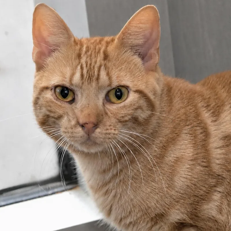 An adult medium-sized male Orange / Red Domestic Short Hair cat named Nutty Buddy for adoption in Austin, TX