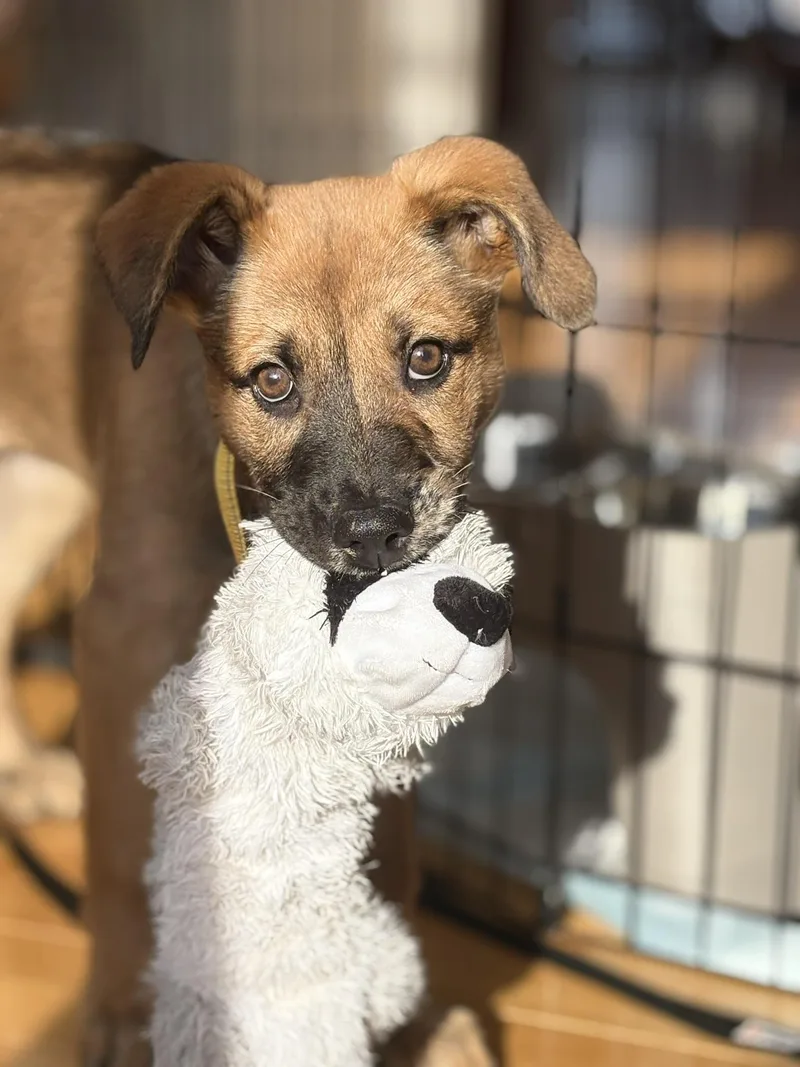 Trixie Elf  Local thumbnail 2