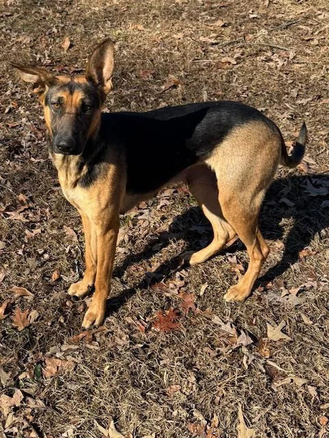 Trixie Elf  Local thumbnail 4