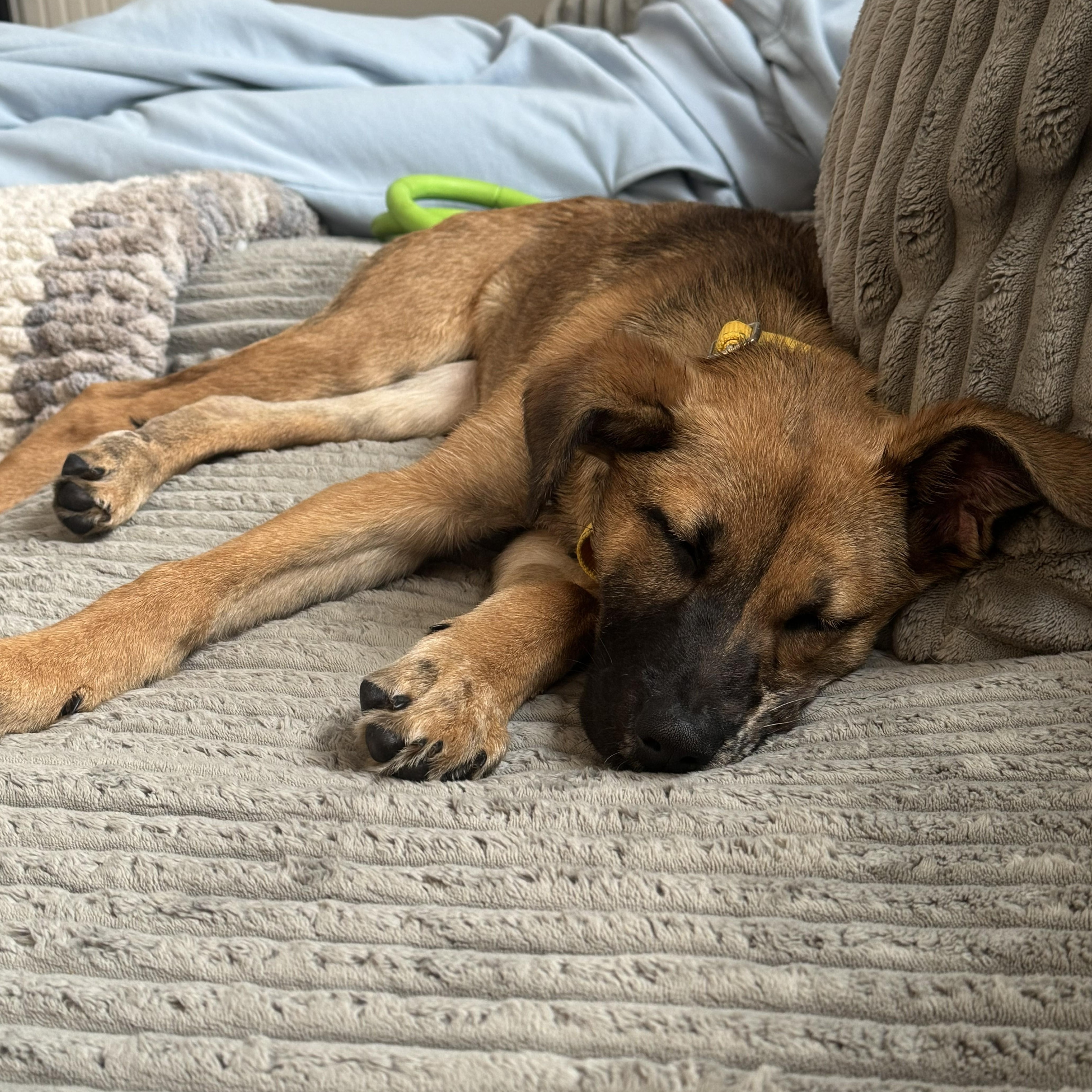 Trixie Elf  Local thumbnail 5