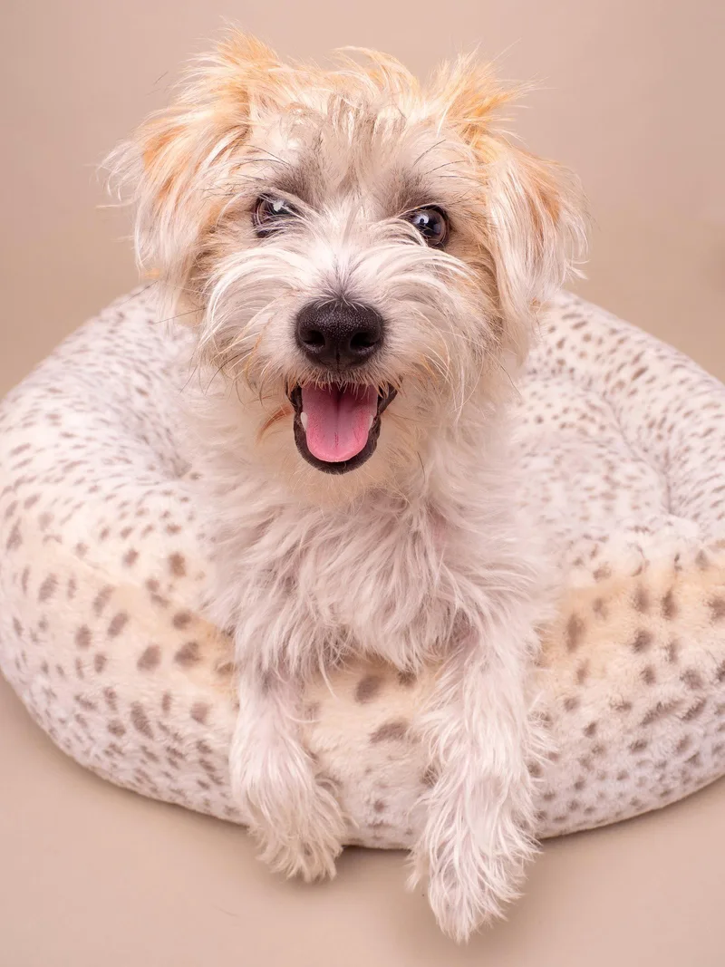 A baby small-sized female Maltese dog named Supermodel for adoption in Palo Alto, CA