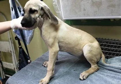 A baby medium-sized female Black Mouth Cur dog named Fawn for adoption in Picayune, MS